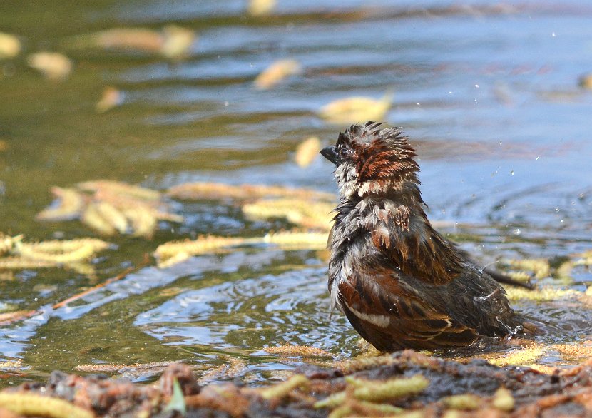 Gråsparven tar paus i badet